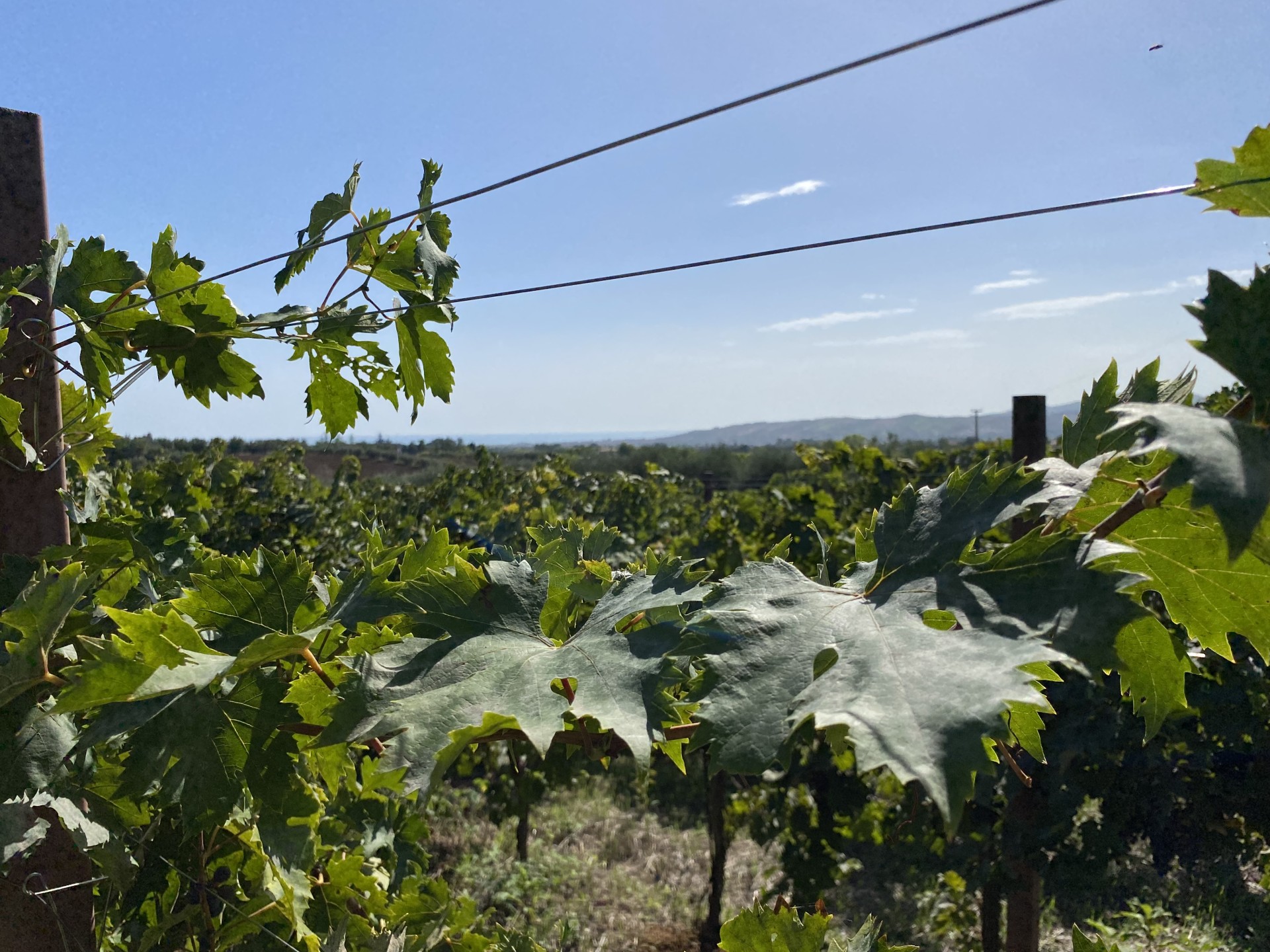 Vigneti Americani – “Tu vuò fà l’Abruzzese”